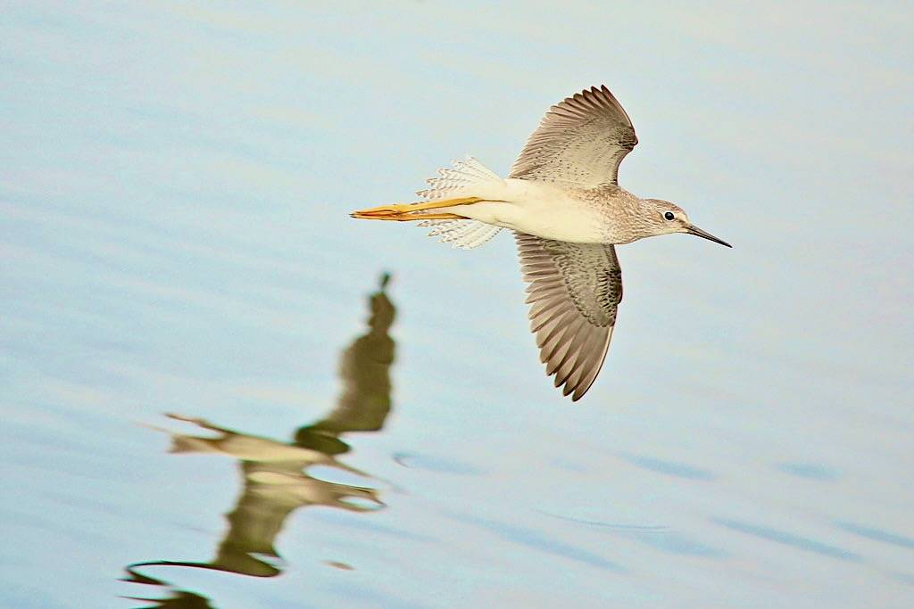 Lesser Yellowlegs by Gary Yankech is licensed under CC BY-ND 2.0.